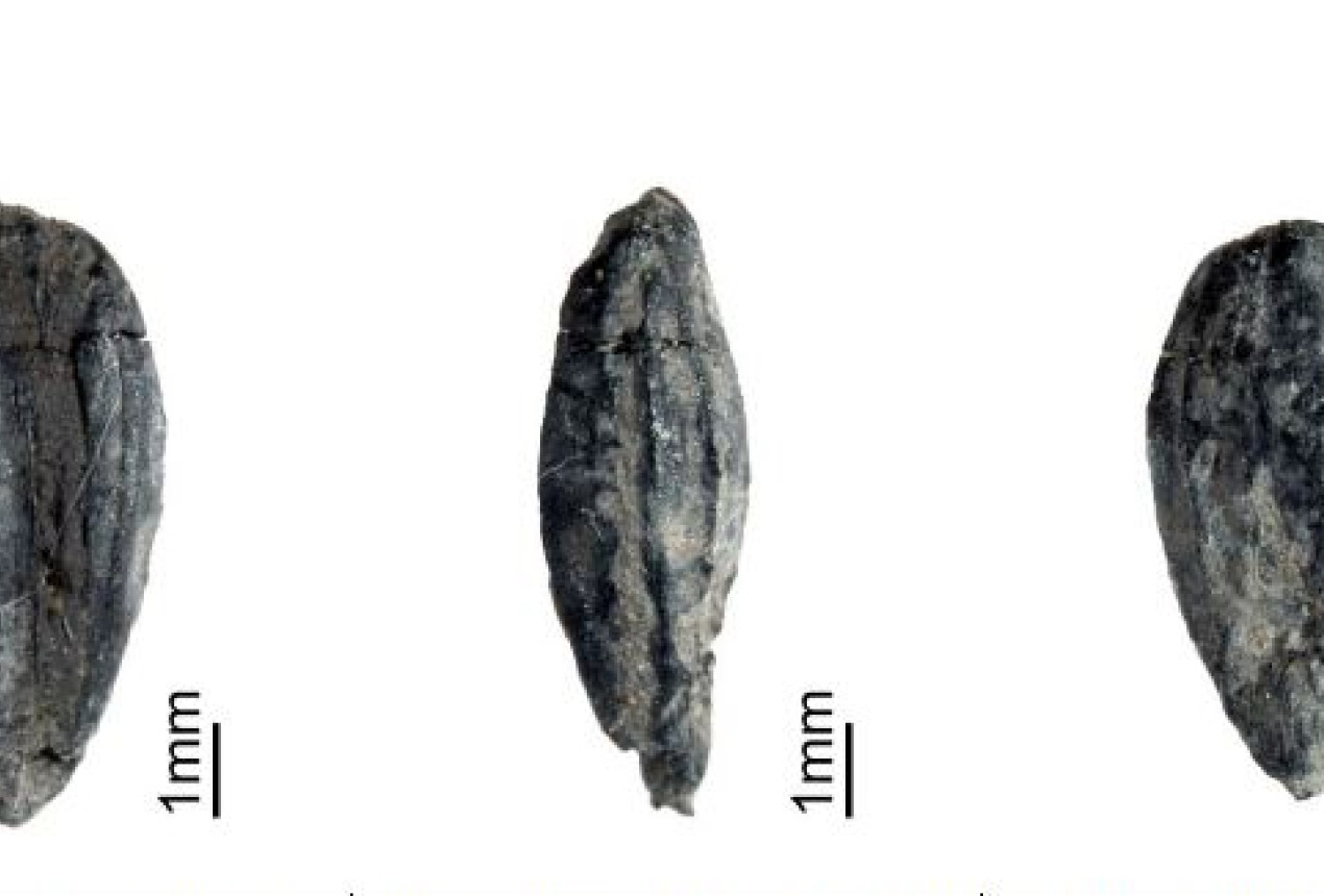 Viena iš daugelio surastų suanglėjusių sėklų. Paprastojo miežio (Hordeum vulgare) vaizdas iš įvairių pusių. Karolio Minkevičiaus / feisbuko paskyros „Archeologiniai projektai“ nuotrauka