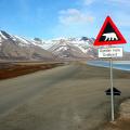 1620px-Polar_bear_sign_Svalbard-9ef3a6c408f39a449c720971ea6d63d2.jpg